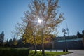 Heart park Yellow tree in autumn . Baku Highland Park . Stairs to Highland Park Royalty Free Stock Photo