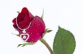 Heart pendant with diamond and red rose Royalty Free Stock Photo