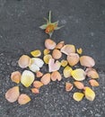 Heart. Petals. A rose. Orange. Yellow. love. Happiness. Beauty. The nature. asphalt. hand. Bracelet. Jewelry.
