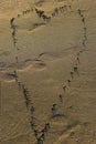 Heart picture made of many sand balls on sunny beach. Picture on sand