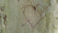 A heart pierced by an arrow engraved in the bark of a beech as a symbol of passionate love