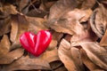 Heart in a pile of leaves