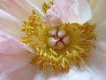 Heart of a peony with it`s stamen Royalty Free Stock Photo