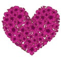 Heart of pink phlox flowers isolated on white background. Vector illustration.