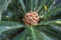 Heart of a plant Cycas revoluta Royalty Free Stock Photo