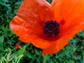 The Heart of a Poppy