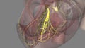 Heart, posterior fascicle