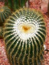 Heart of prickles Royalty Free Stock Photo