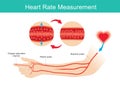 Heart Rate Measured. Arm and arteries illustration use for learning about heart rate and oxygen levels measured. Royalty Free Stock Photo