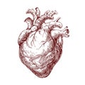 Heart, real human organ engraving. Vintage antique internal anatomy art, ink drawing. Medical detailed handdrawn etching