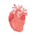 Heart real shape illustration style