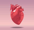 heart realistic human organ