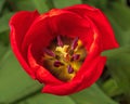 The heart of a Red Tulip Flower