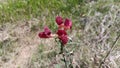 Heart-red wild flowers that grow on the side of the road