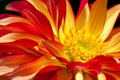 Heart of a red / yellow dahlia flower as closeup