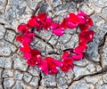 Heart rose petals on dry ground Royalty Free Stock Photo