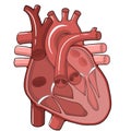 Heart schema - Heart - Human body - Education Royalty Free Stock Photo