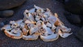 Heart with Sea Shells on Black Sand as Background Royalty Free Stock Photo