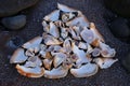 Heart with Sea Shells on Black Sand as Background Royalty Free Stock Photo