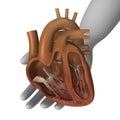 Heart section Royalty Free Stock Photo