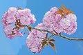 Flowers sakura spring pink blossoms illustration Royalty Free Stock Photo