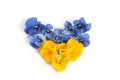 Heart shape in the colors of the Ukrainian flag from blue and yellow horned pansy flowers Viola cornuta, symbol of solidarity Royalty Free Stock Photo