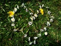 Heart Shape Daisies