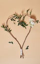 Heart shape from eucalyptus branches on beige background Royalty Free Stock Photo