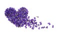 Heart shape flowers. Violets love symbol isolated on white background. Template for greeting card, web design Royalty Free Stock Photo