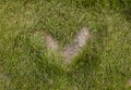 Heart shape grass Royalty Free Stock Photo