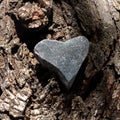 Heart shape of gray pebble stone inlay in the texture of tree bark