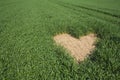 Heart shape on green field