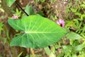 heart shape leaf - India Royalty Free Stock Photo