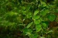 Heart shaped leaves vine climbing on the tree Royalty Free Stock Photo