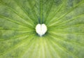 Heart shape in lotus leaf Royalty Free Stock Photo