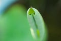 Heart shape of lotus leaf Royalty Free Stock Photo