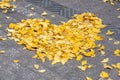 Heart shape made of yellow gingko leaves in the street in autumn