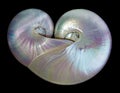 Heart shape pearl shells of a nautilus. Royalty Free Stock Photo