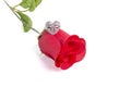 Heart Shape Ring On A Red Rose