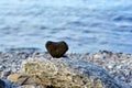 Heart shape stone against background of beach. Summer sunny day. Love, wedding and Valentine day concept. Finding Royalty Free Stock Photo