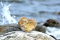 Heart shape stone against background of beach. Summer sunny day. Love, wedding and Valentine day concept. Finding Royalty Free Stock Photo