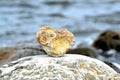 Heart shape stone against background of beach. Summer sunny day. Love, wedding and Valentine day concept. Finding Royalty Free Stock Photo