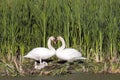 Heart Shape Swan Necks Royalty Free Stock Photo