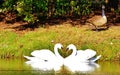 Heart shape swan Royalty Free Stock Photo