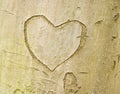 Heart shape on tree bark