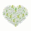 Heart Shape of White Tuberose