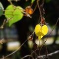 Heart shape yellow leaf vine on garden wire fence