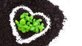 Heart-Shaped Basil Plant with Soil on White Background Royalty Free Stock Photo