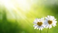 Heart shaped beautiful white daisy  flowers at sunset. Beautiful landscape withchamomile flowers.Love background Royalty Free Stock Photo