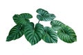 Heart shaped bicolors leaves of Philodendron plowmanii the rare exotic rainforest foliage plant isolated on white background,